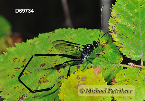 American Pelecinid Wasp (Pelecinus polyturator)